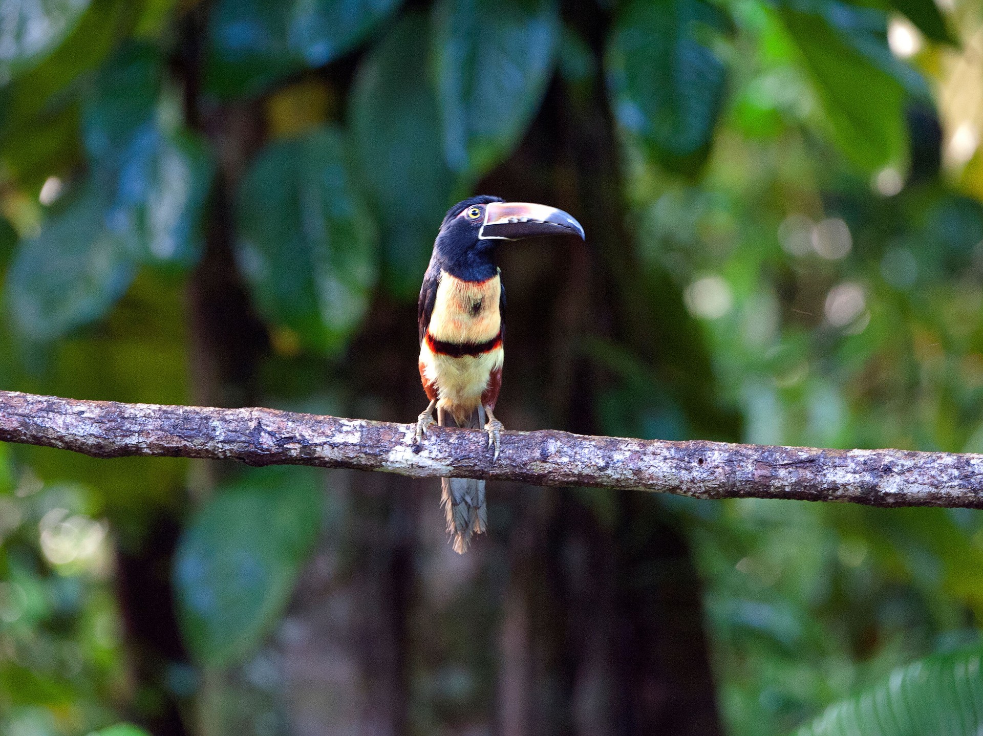 Solitary Collared Aracari on branch, La Selva, Costa Rica